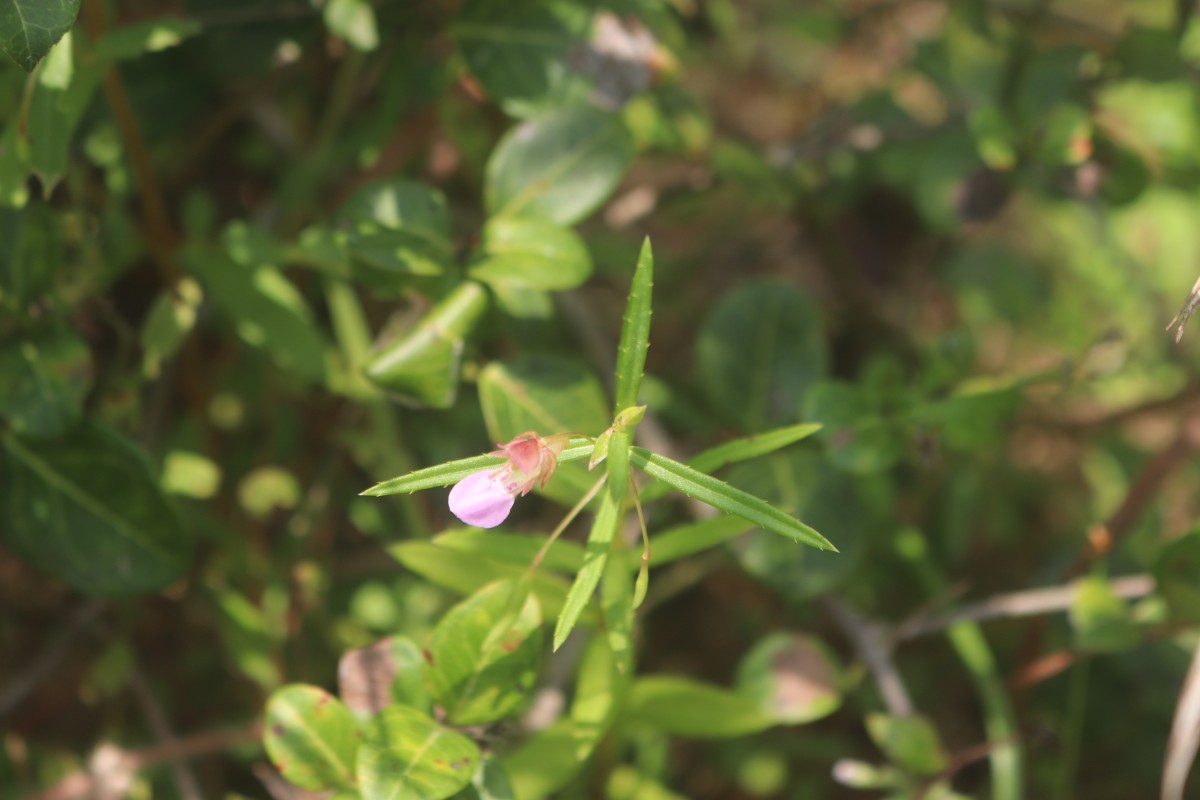 Impatiens oppositifolia L.