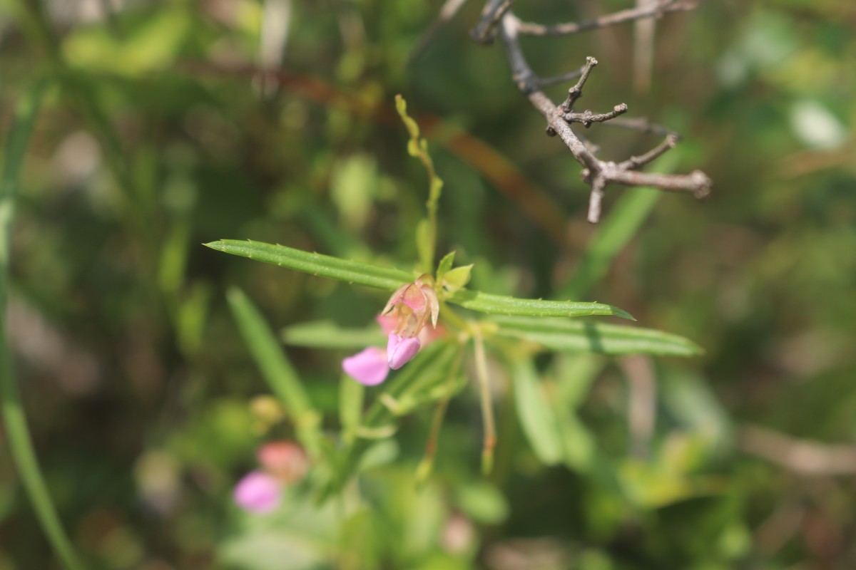 Impatiens oppositifolia L.