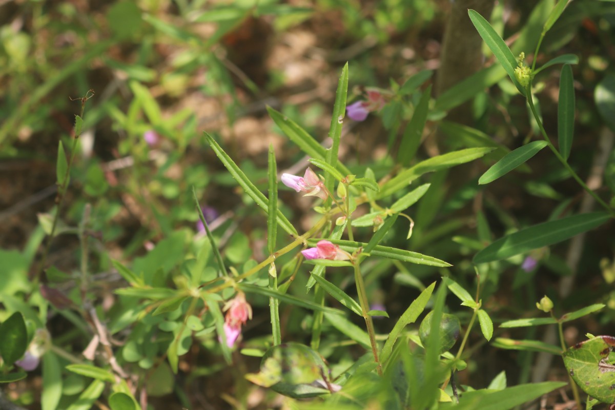 Impatiens oppositifolia L.
