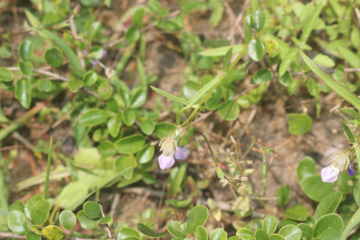 Impatiens oppositifolia L.