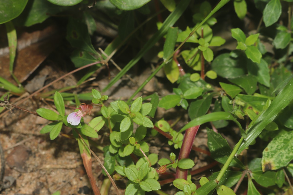 Impatiens oppositifolia L.