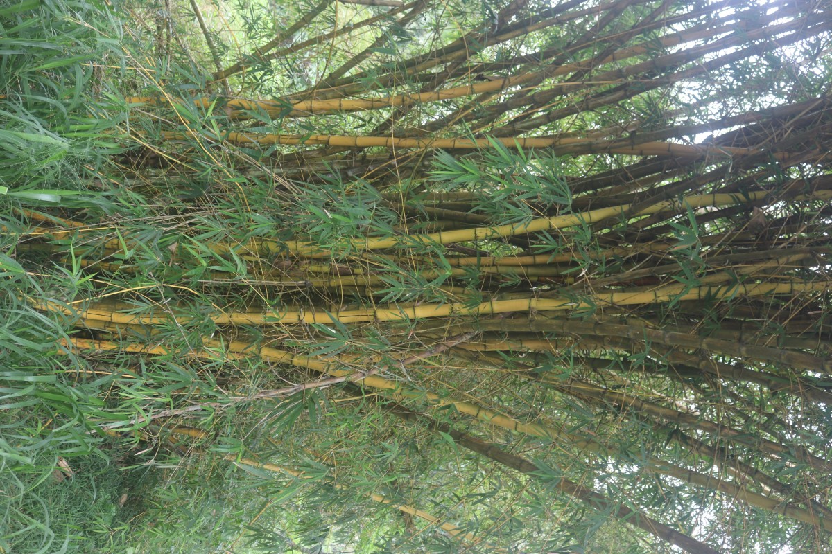 Bambusa vulgaris Schrad. ex J.C.Wendl.