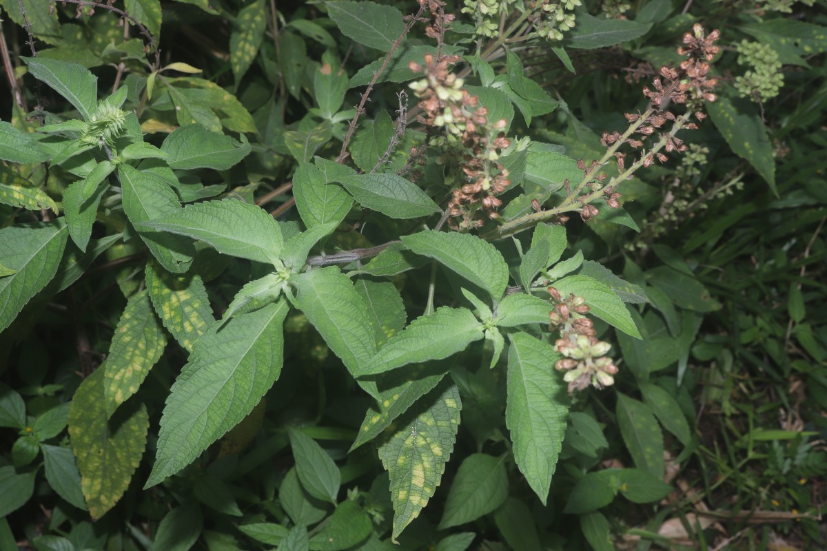Ocimum gratissimum L.