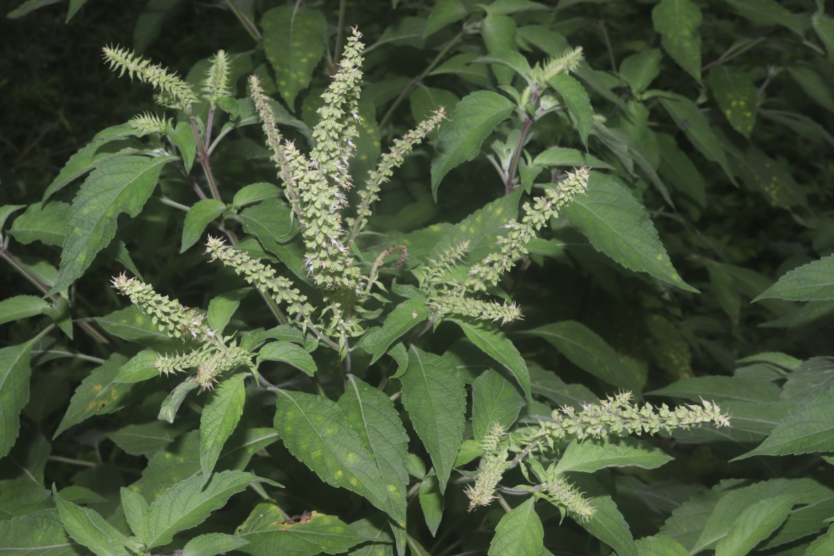Ocimum gratissimum L.