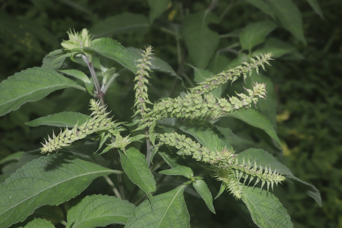 Ocimum gratissimum L.