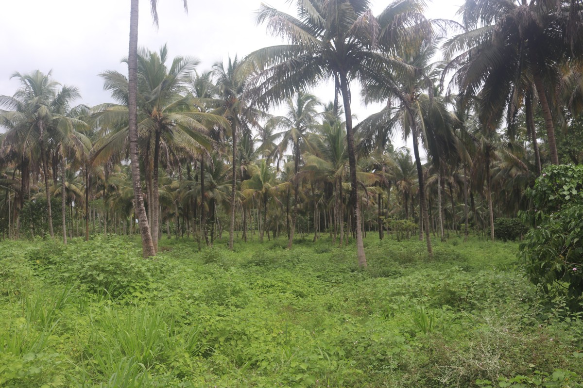Cocos nucifera L.