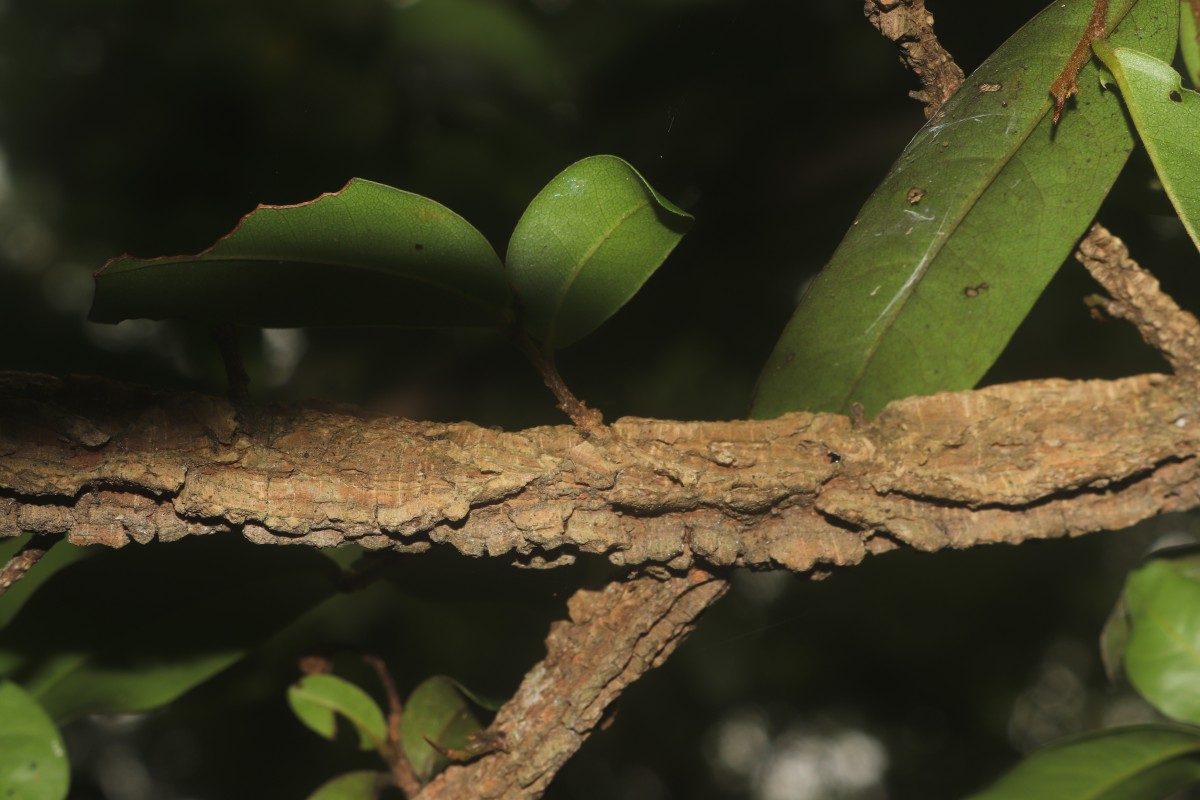 Polyalthia suberosa (Roxb.) Thwaites