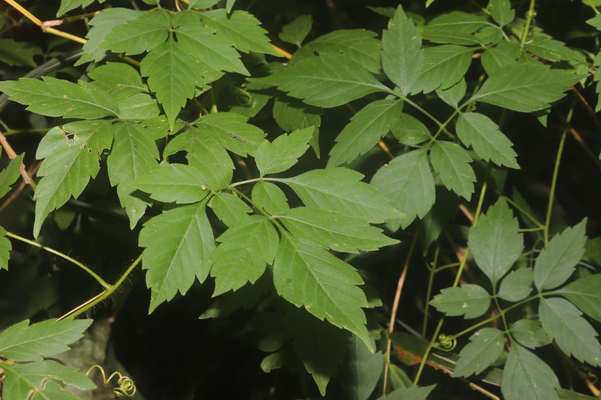 Cardiospermum grandiflorum Sw.