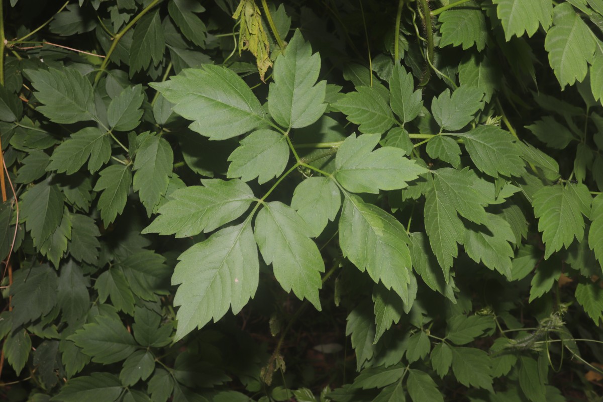 Cardiospermum grandiflorum Sw.