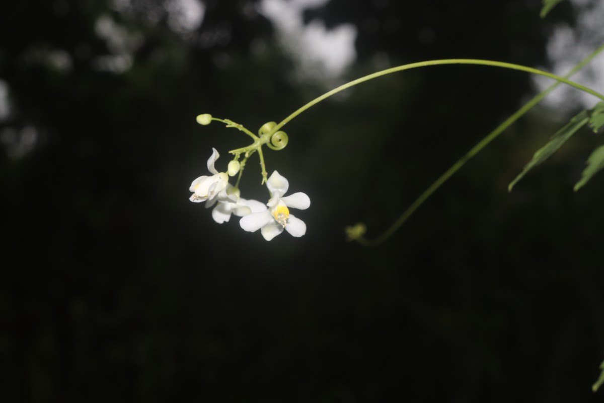 Cardiospermum grandiflorum Sw.
