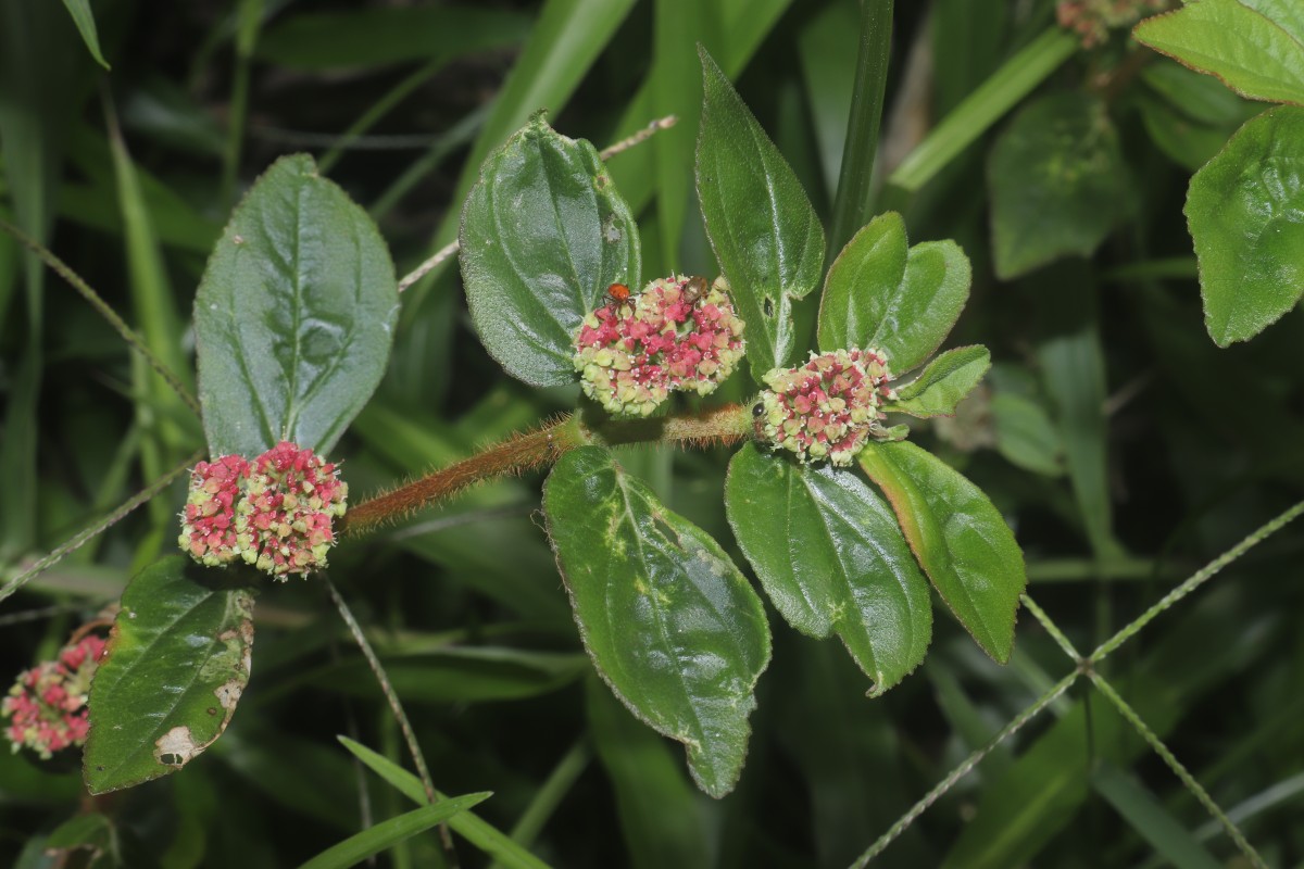 Euphorbia hirta L.