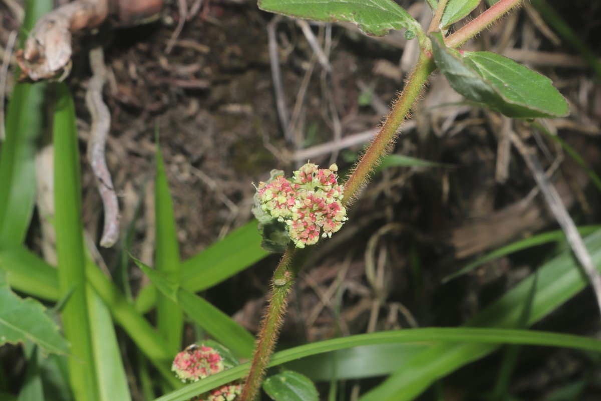Euphorbia hirta L.