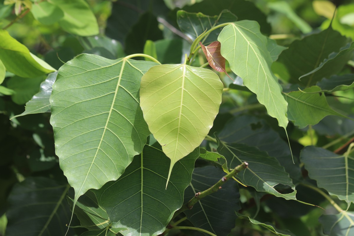 Ficus religiosa L.