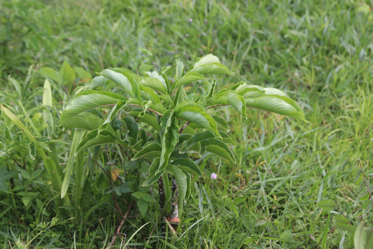 Amorphophallus paeoniifolius (Dennst.) Nicolson