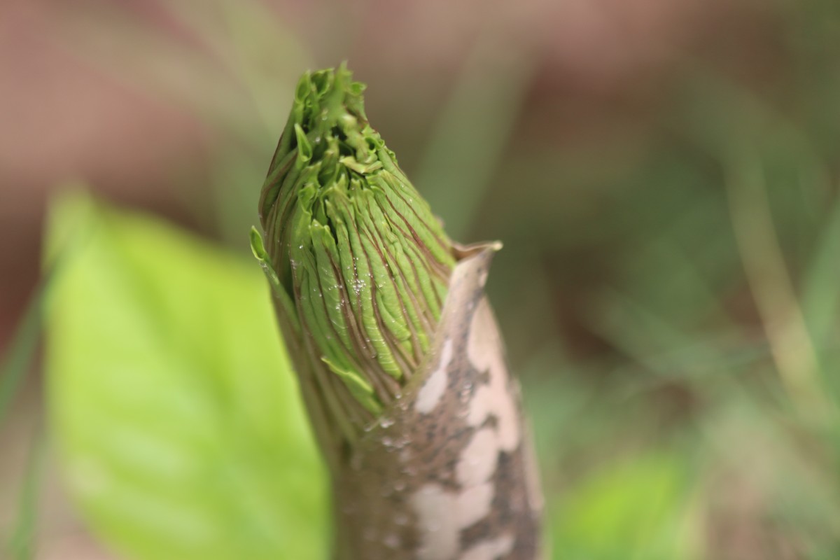 Amorphophallus paeoniifolius (Dennst.) Nicolson