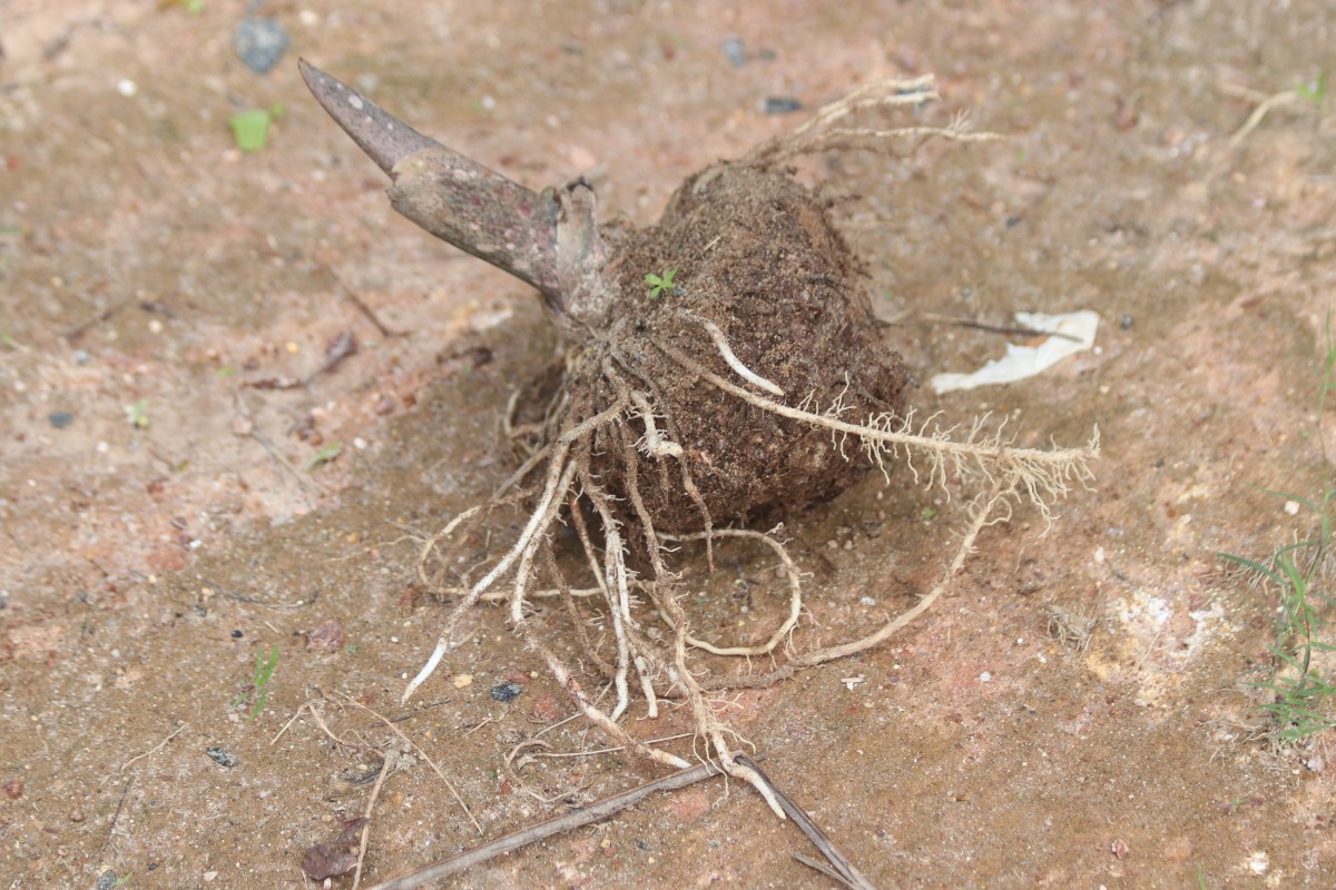 Amorphophallus paeoniifolius (Dennst.) Nicolson