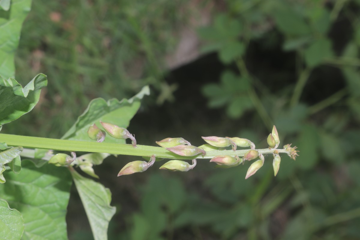 Crotalaria verrucosa L.