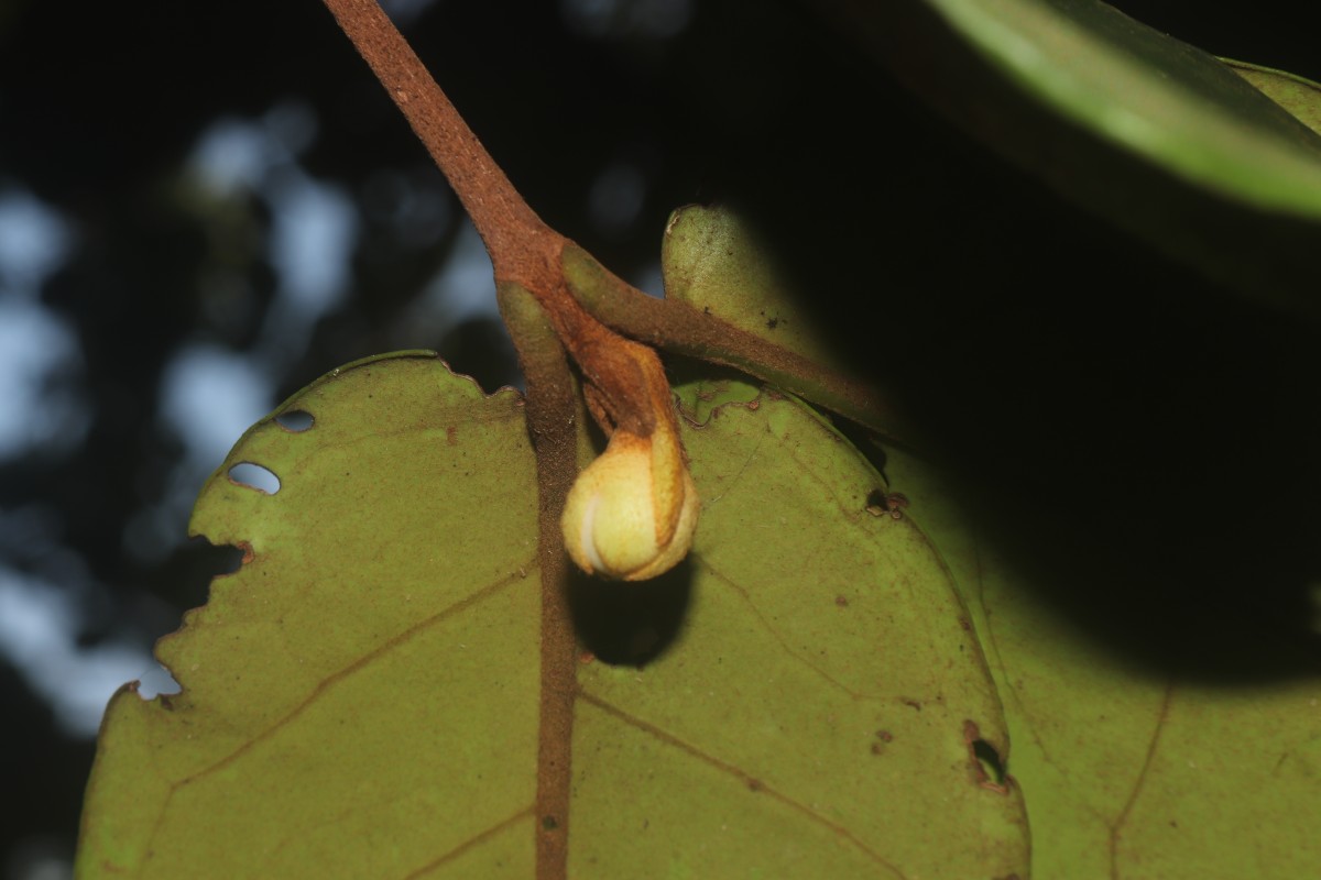 Eugenia haeckeliana Trimen