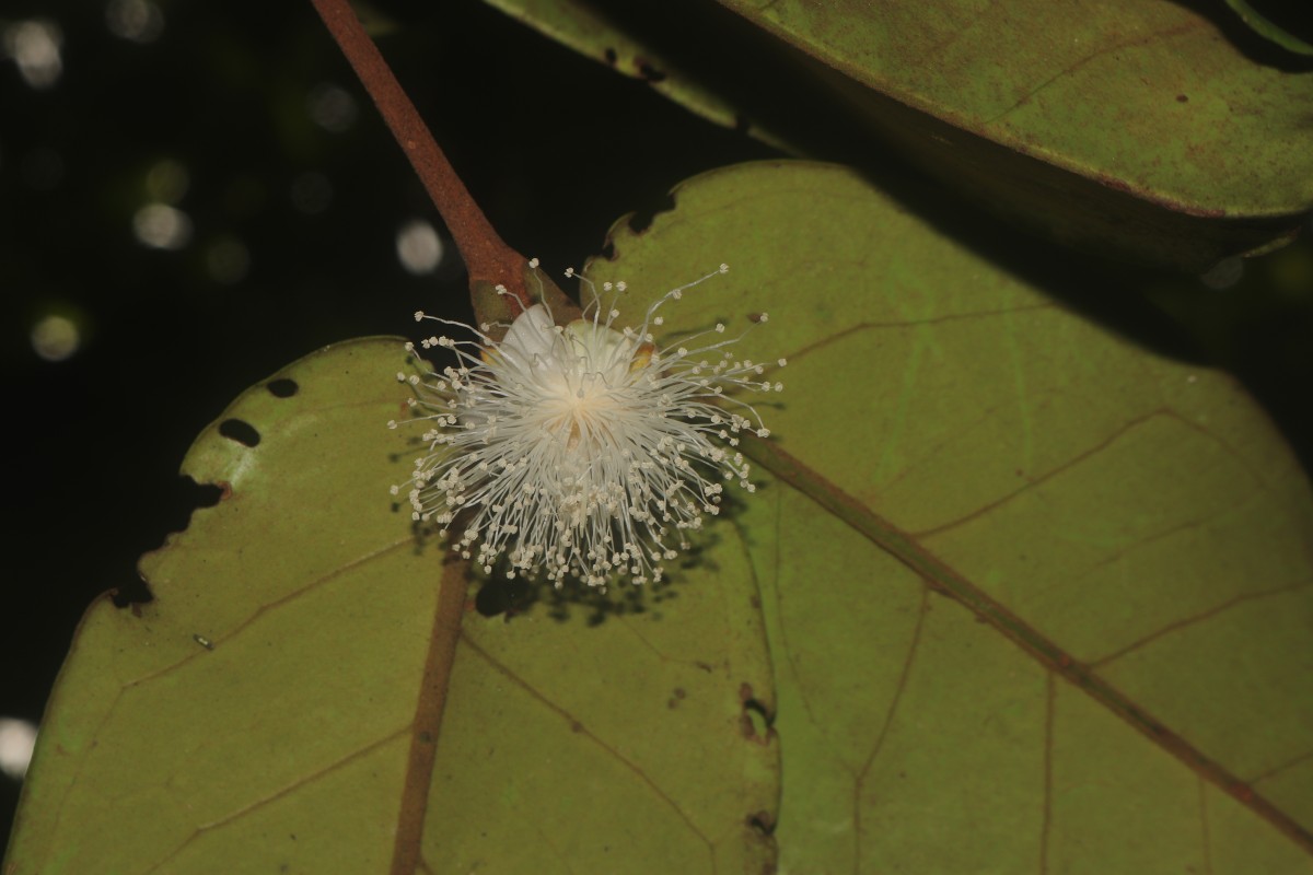 Eugenia haeckeliana Trimen