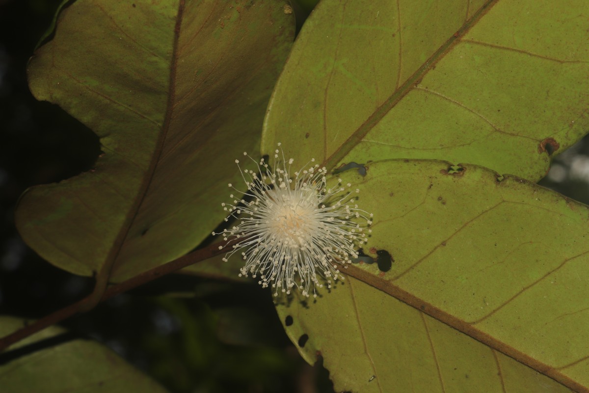 Eugenia haeckeliana Trimen