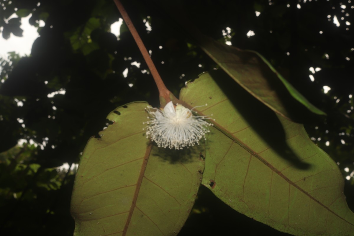 Eugenia haeckeliana Trimen