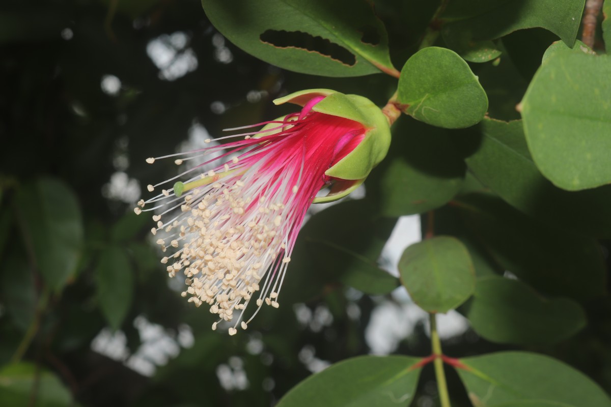 Sonneratia caseolaris (L.) Engl.