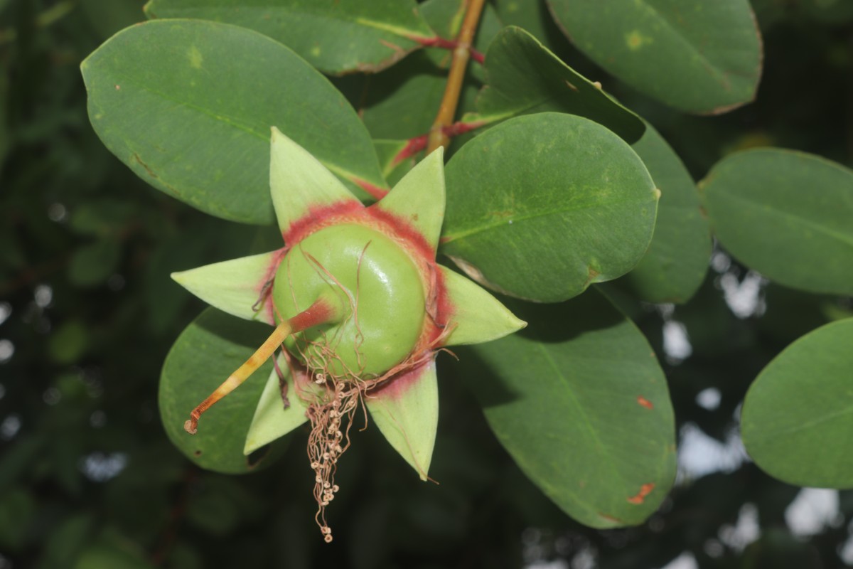 Sonneratia caseolaris (L.) Engl.