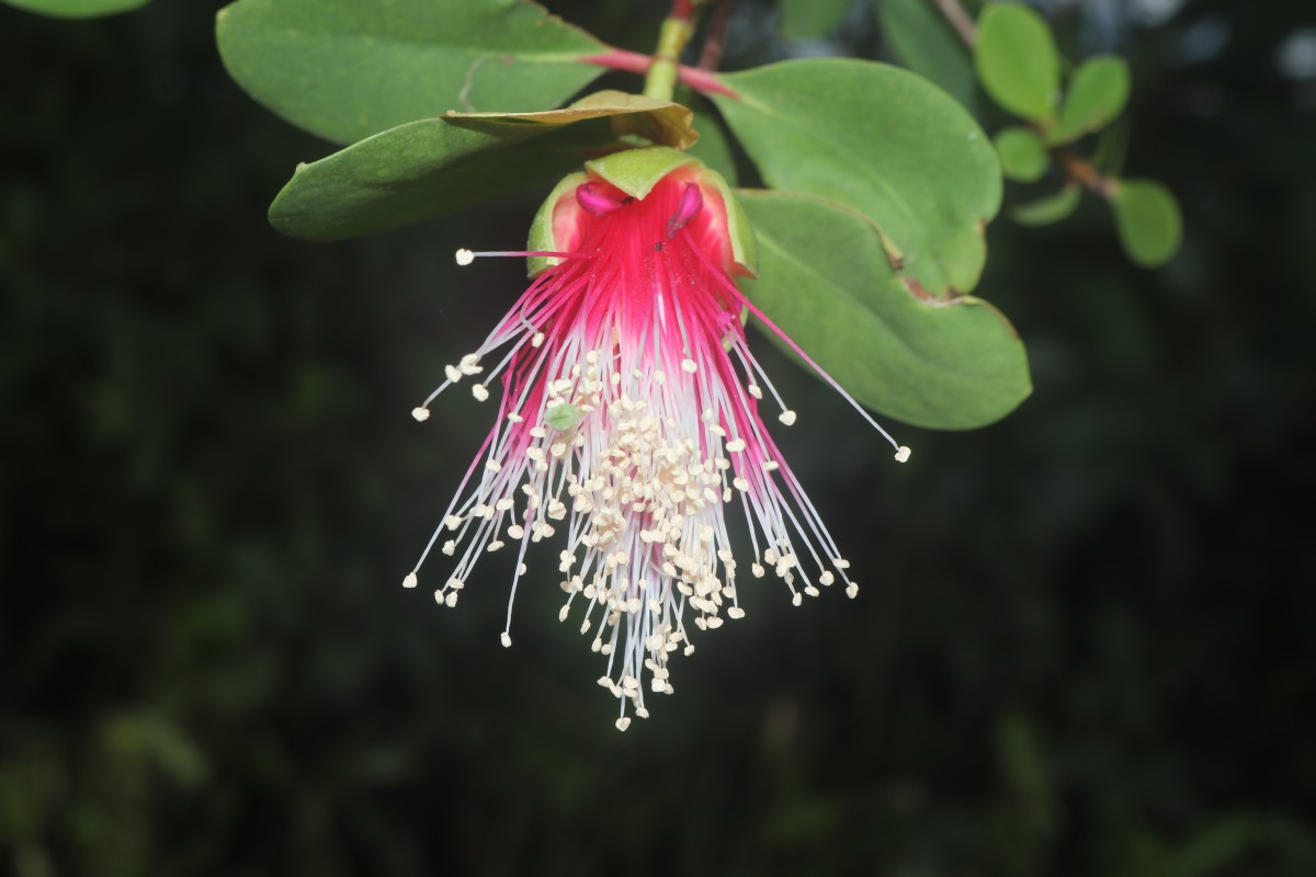 Sonneratia caseolaris (L.) Engl.