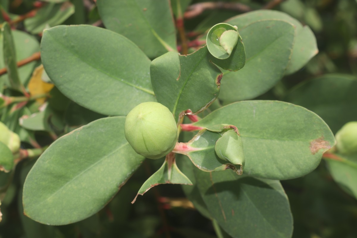Sonneratia caseolaris (L.) Engl.