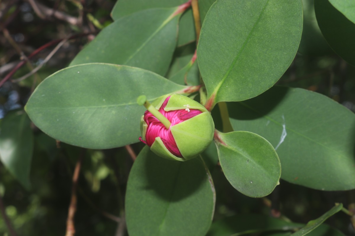 Sonneratia caseolaris (L.) Engl.