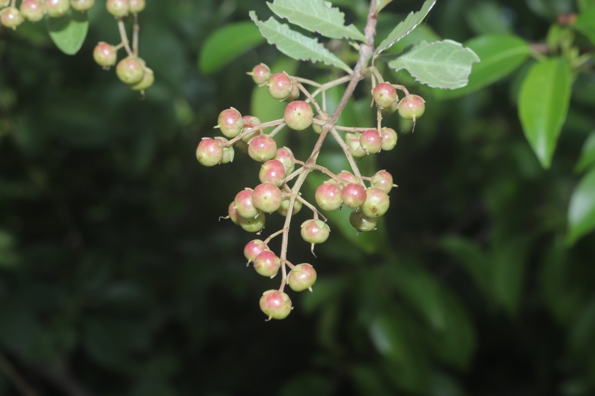 Lawsonia inermis L.