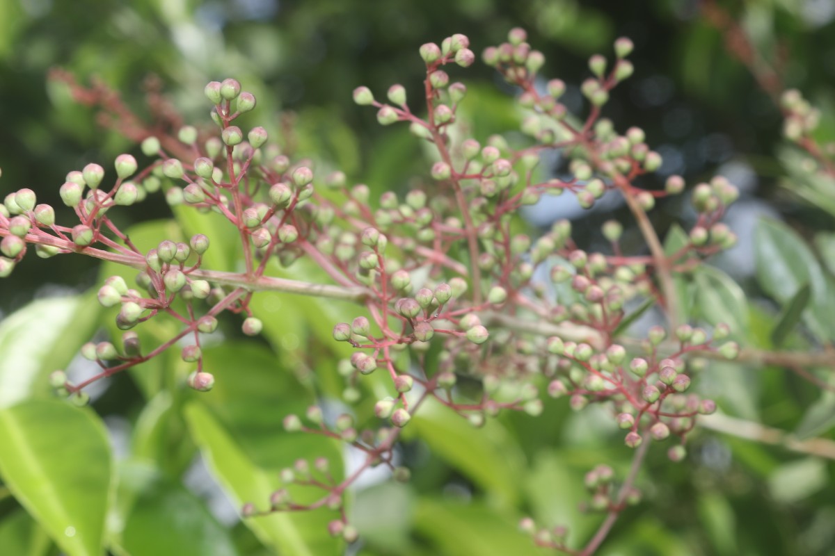 Lawsonia inermis L.
