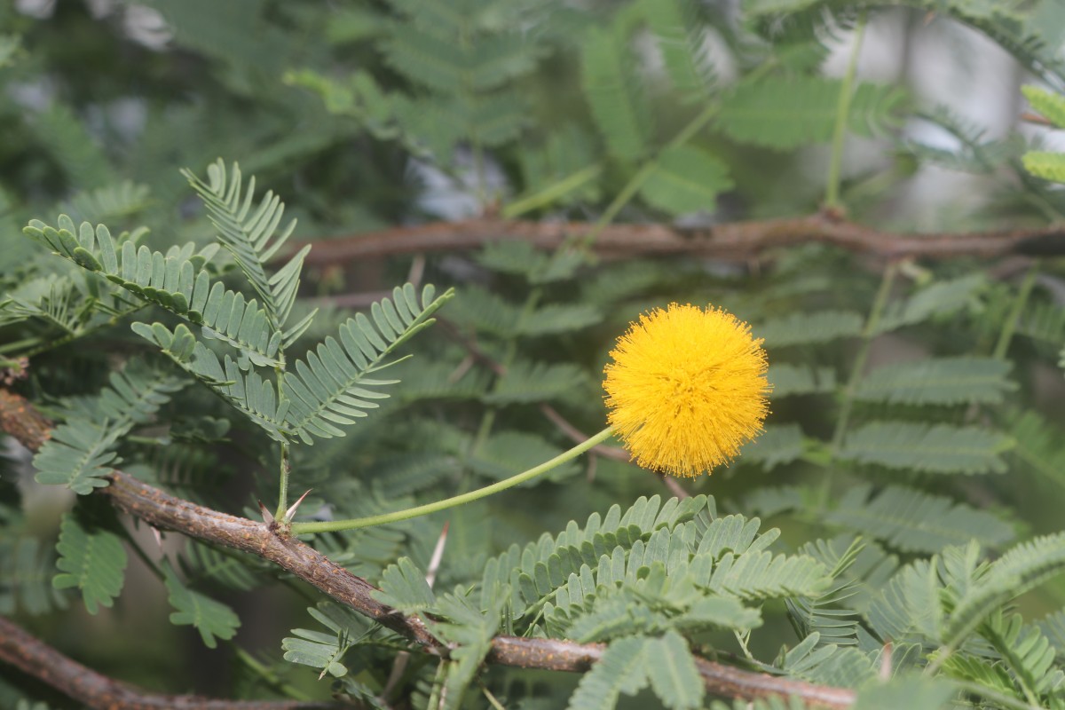 Vachellia farnesiana (L.) Wight & Arn.