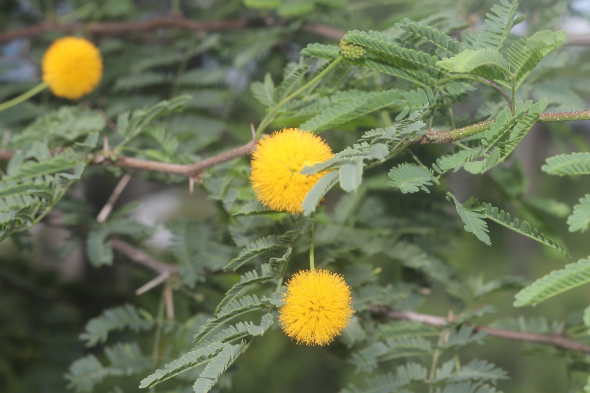 Vachellia farnesiana (L.) Wight & Arn.
