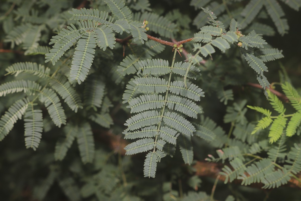 Vachellia farnesiana (L.) Wight & Arn.