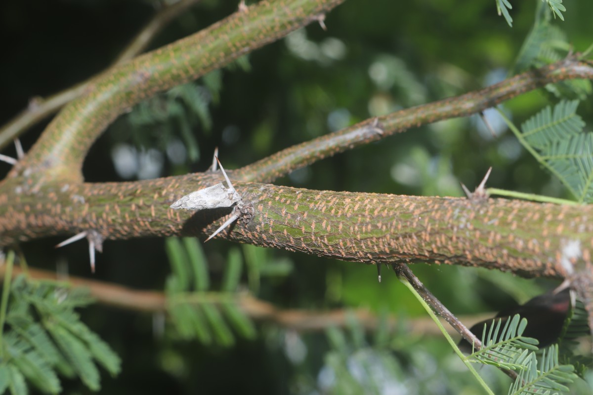 Vachellia farnesiana (L.) Wight & Arn.