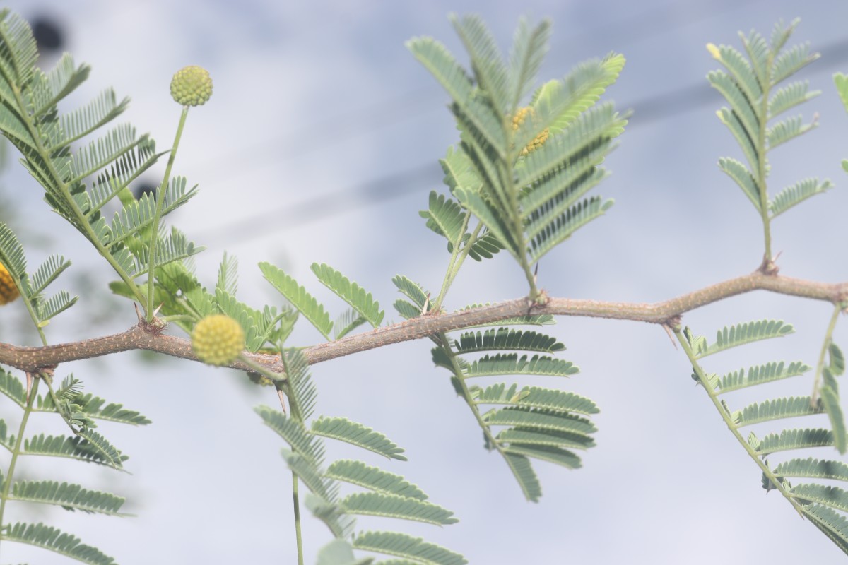 Vachellia farnesiana (L.) Wight & Arn.