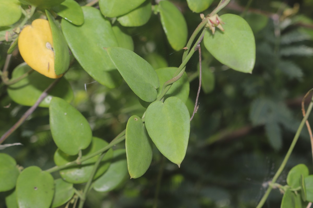 Pentatropis capensis (L.f.) Bullock
