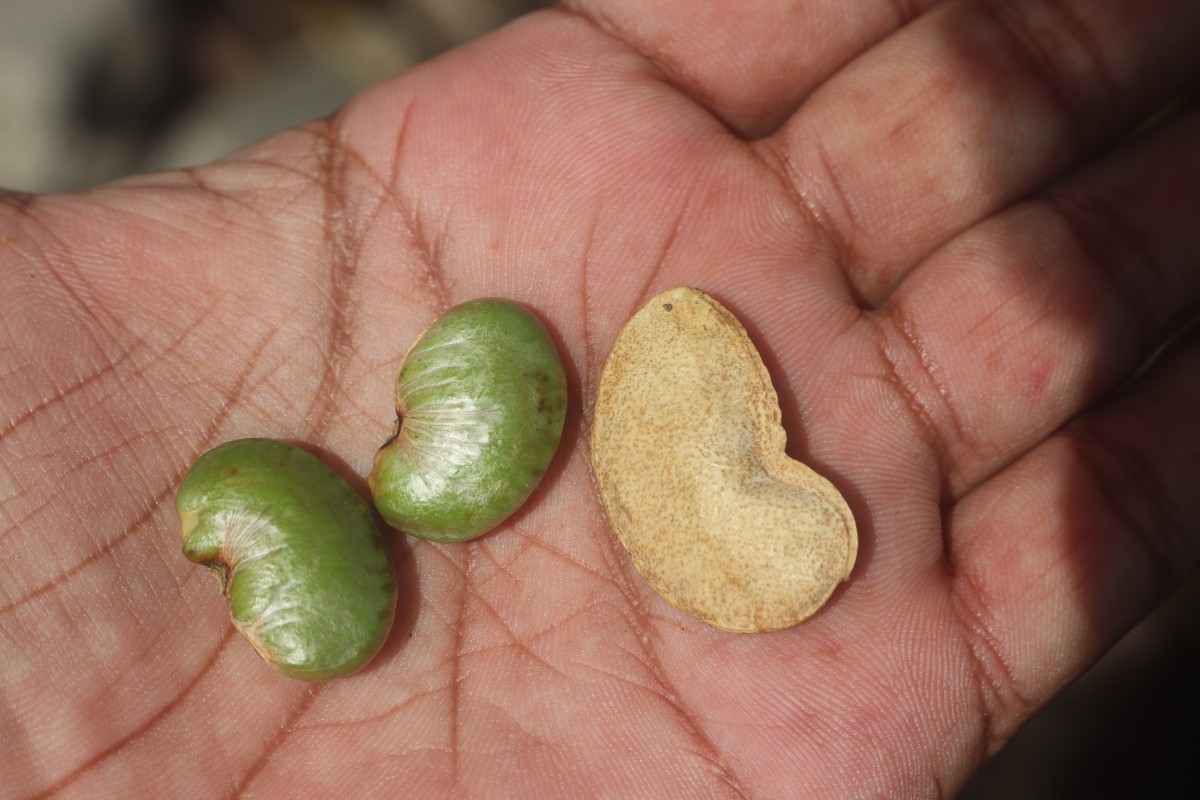 Derris trifoliata Lour.