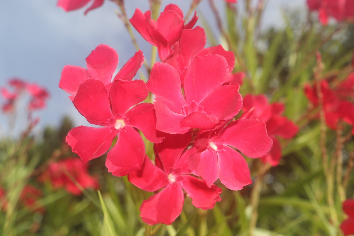 Nerium oleander L.