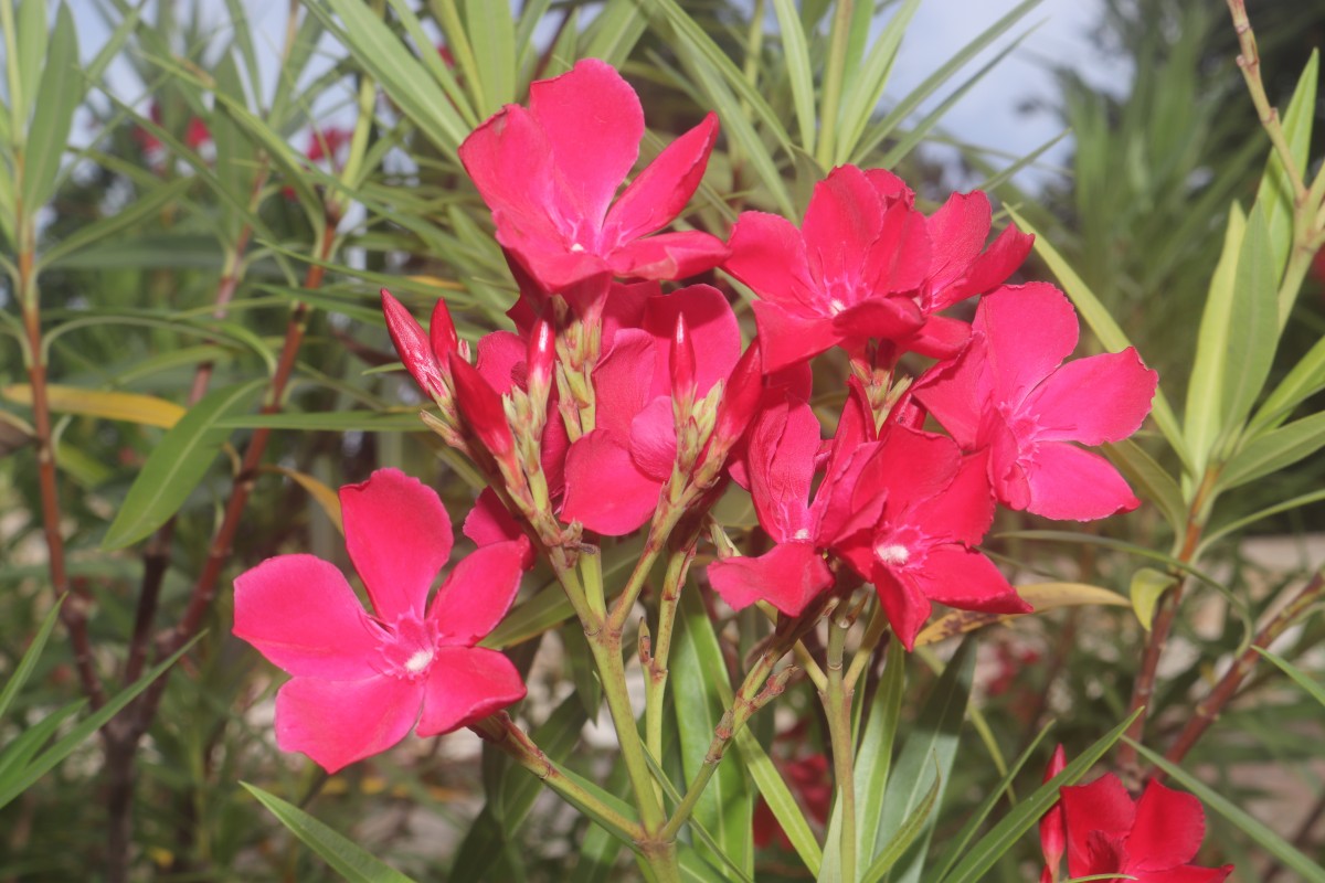 Nerium oleander L.