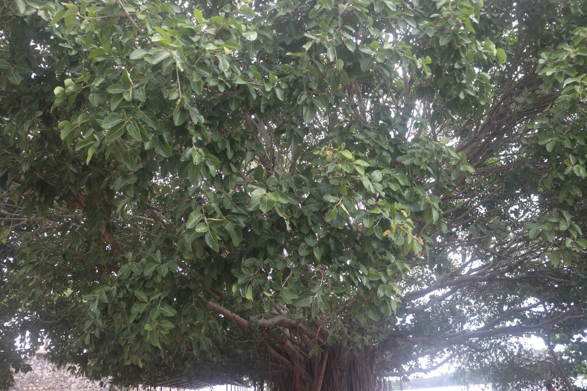 Ficus benghalensis L.