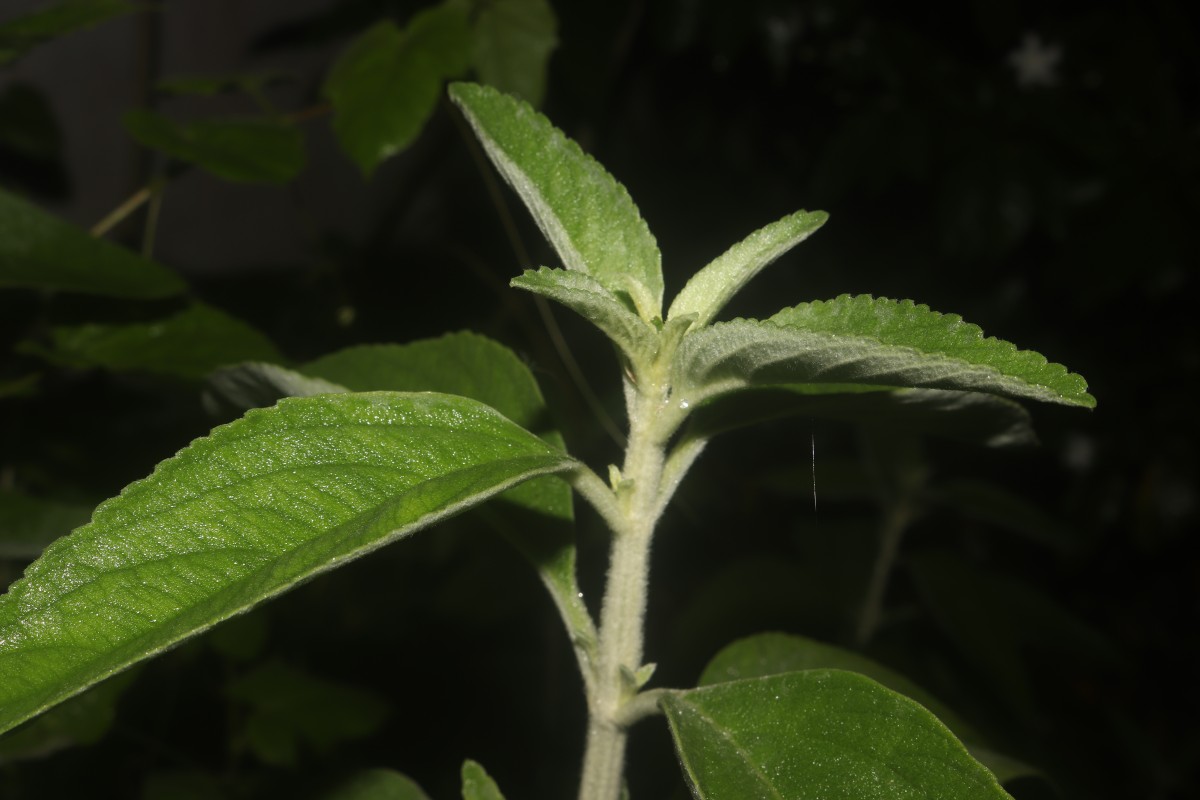 Anisomeles malabarica (L.) R.Br.