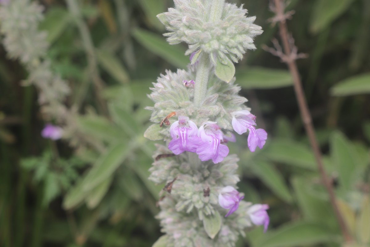 Anisomeles malabarica (L.) R.Br.