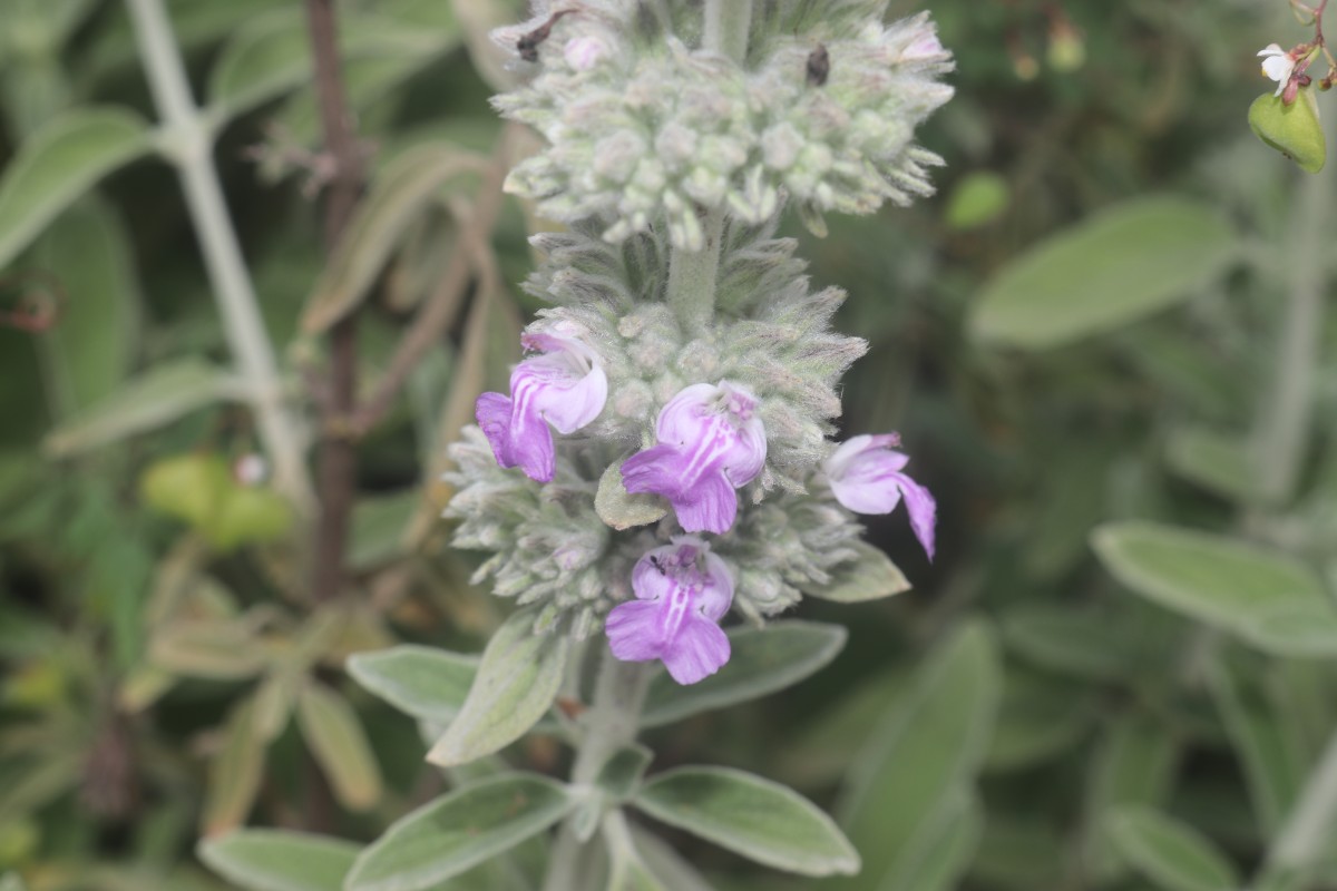 Anisomeles malabarica (L.) R.Br.