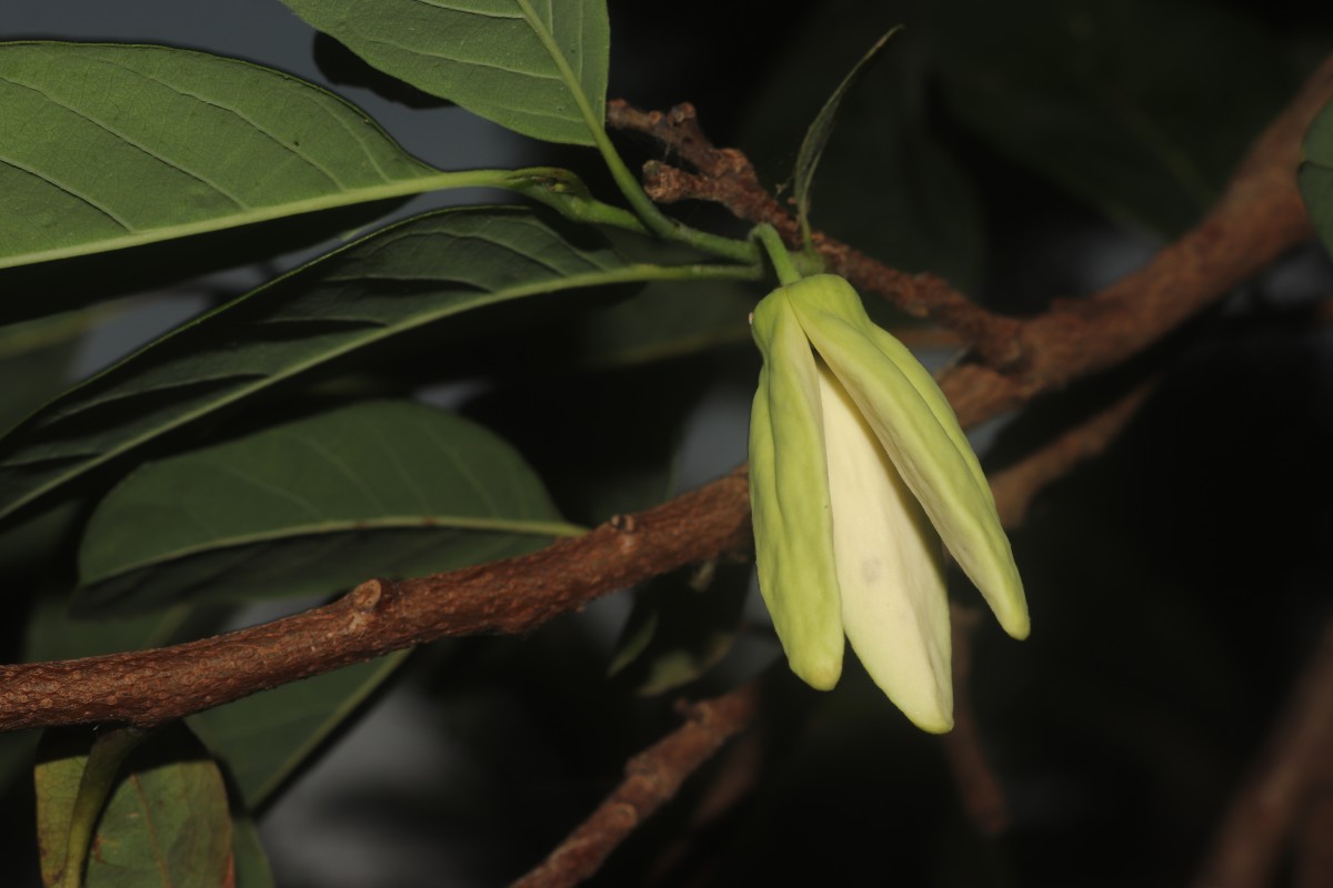 Annona squamosa L.