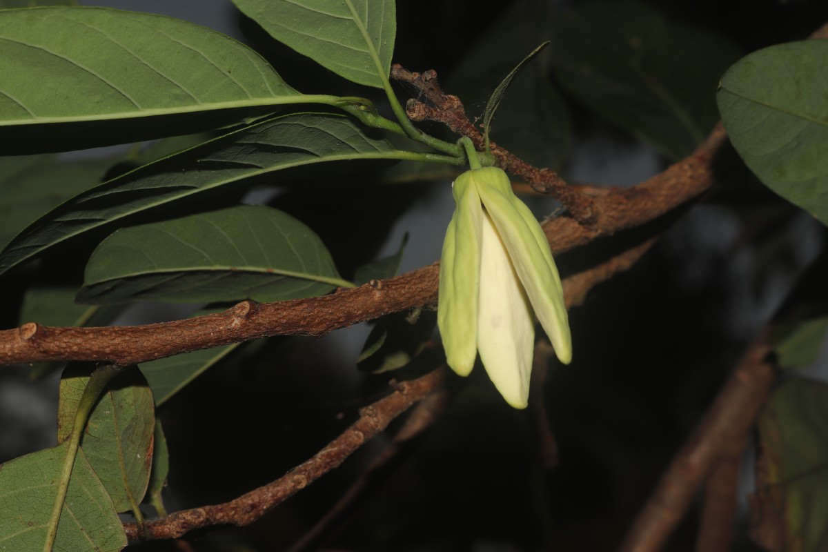 Annona squamosa L.