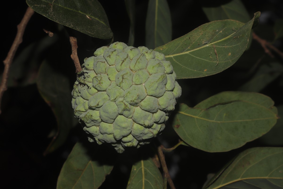Annona squamosa L.