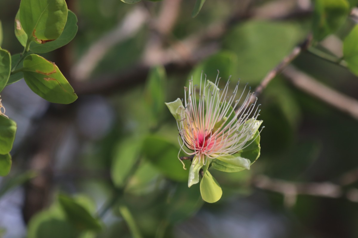 Capparis divaricata Lam.