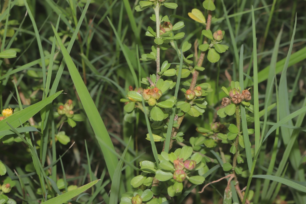 Sida cuneifolia Roxb.